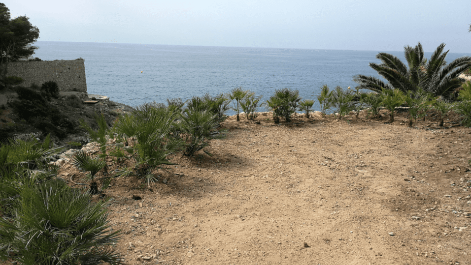 Chamaerops en Cap Salou